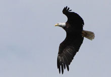 An eagle soars overhead